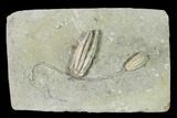 Two Fossil Crinoids (Sarocrinus & Parascytalocrinus) - Indiana #148999-1
